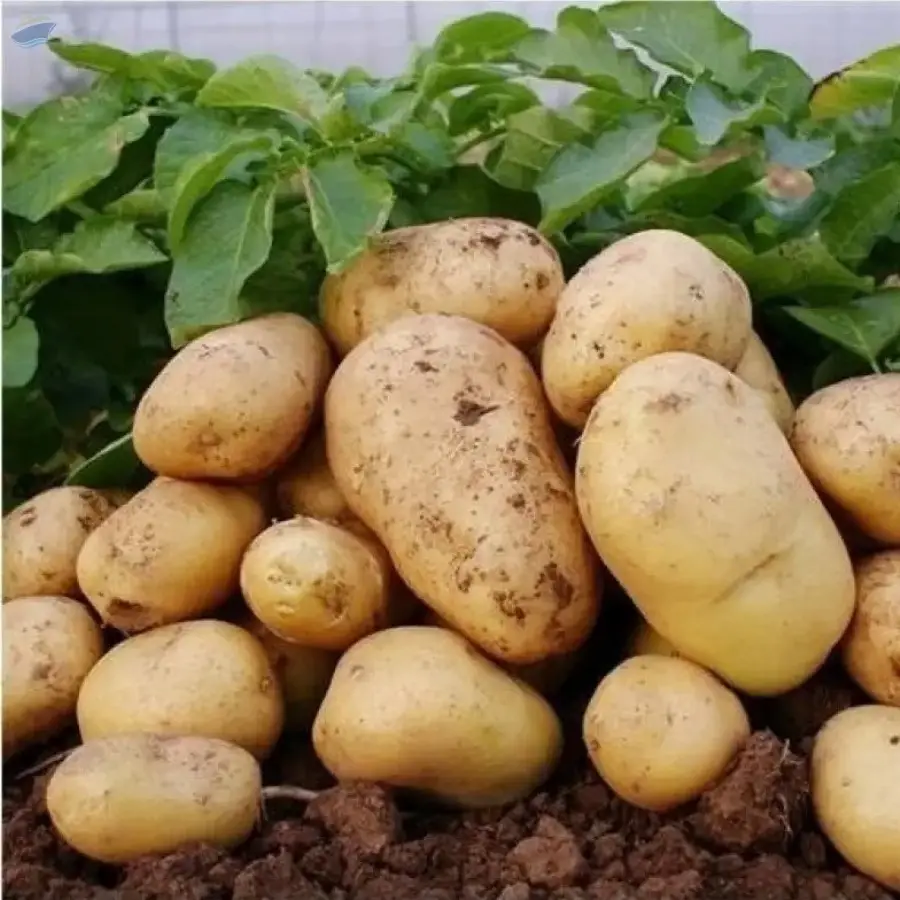 Fresh Potato New Crop Vegetables