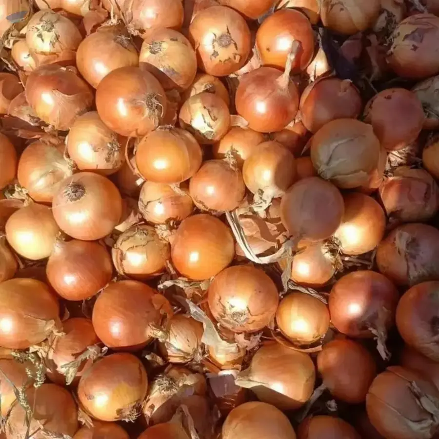 Wholesale Fresh Onions
