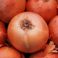 High Quality Fresh Red Onions Fresh