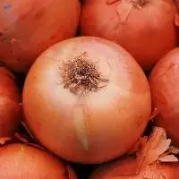 High Quality Fresh Red Onions Fresh