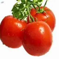 Fresh Red Tomatoes Wholesale