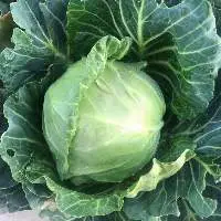 Wholesale Fresh Green Cabbage