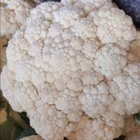 Bulk Selling Fresh Cauliflower