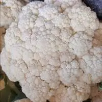 Bulk Selling Fresh Cauliflower