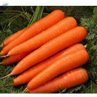 Bulk Packing in Fresh Carrots