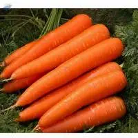 Bulk Packing in Fresh Carrots