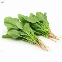Fresh Green Vegetables Spinach