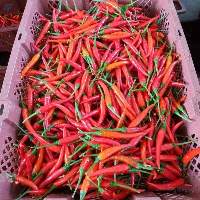 Wholesale Fresh Red Chillies Ready to Export