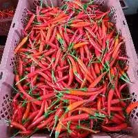 Wholesale Fresh Red Chillies Ready to Export