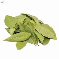 Best selling dried bay leaves