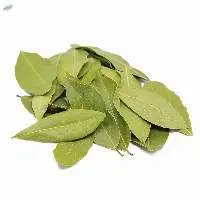 Best selling dried bay leaves