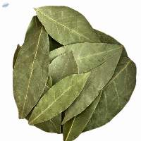 Wholesale dried bay leaves