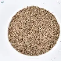 Organic Celery Seeds Fresh Herb