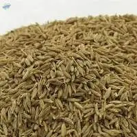 Spices & Herbs Cumin Private Label
