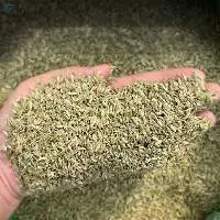 Fennel Seeds for Export