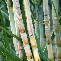 High Nutrition Sugarcane