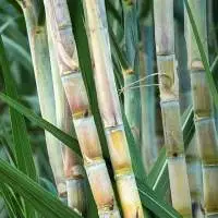 High Nutrition Sugarcane