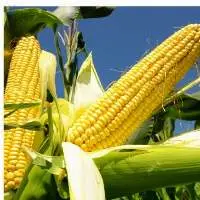 Fresh Organic Yellow Corn