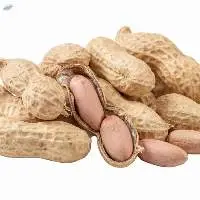 Organic Roasted & Dried Peanuts