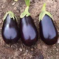 Wholesale Black Beauty Eggplant