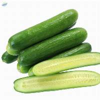 High Quality Fresh Cucumber