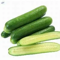 High Quality Fresh Cucumber