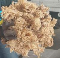 Sundried Seaweed (Euchema Cottonii)