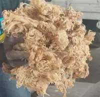 Sundried Seaweed (Euchema Cottonii)