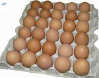 Chicken Eating Table Eggs