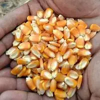 Yellow Maize