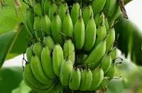 fruits