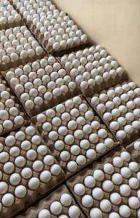 Fresh White Chicken Eggs