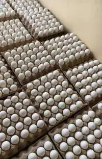 Fresh White Chicken Eggs