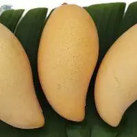 Fresh Mango