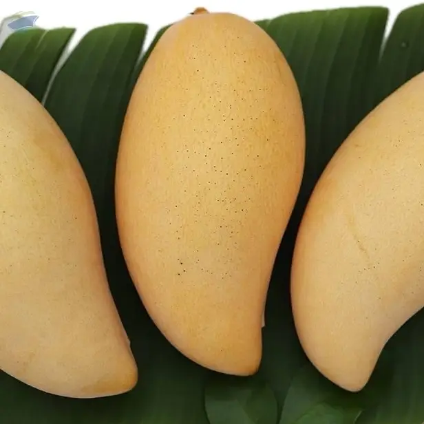 Fresh Mango