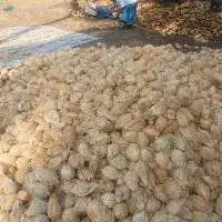 Semi-Husked Coconut
