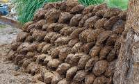 Cow Dung Cakes