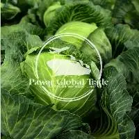 Cabbage