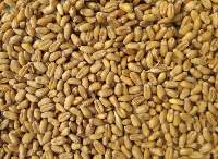 Wheat