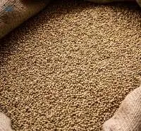Natural Coriander Seeds Export Grade