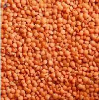 Premium Sortex Cleaned Red Lentils (Masoor Dal)