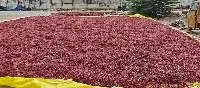 Grade A Red Chilli Premium Quality Dried