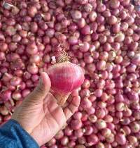 Red Onion