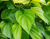 Exports Grade Quality Betel Leaves