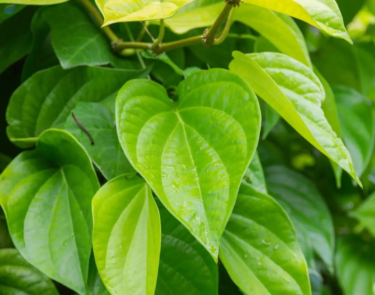 Exports Grade Quality Betel Leaves
