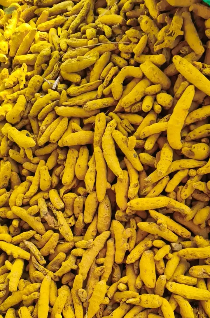 Premium Quality Indian Turmeric Fingers