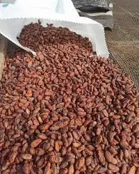 Raw Cocoa Beans