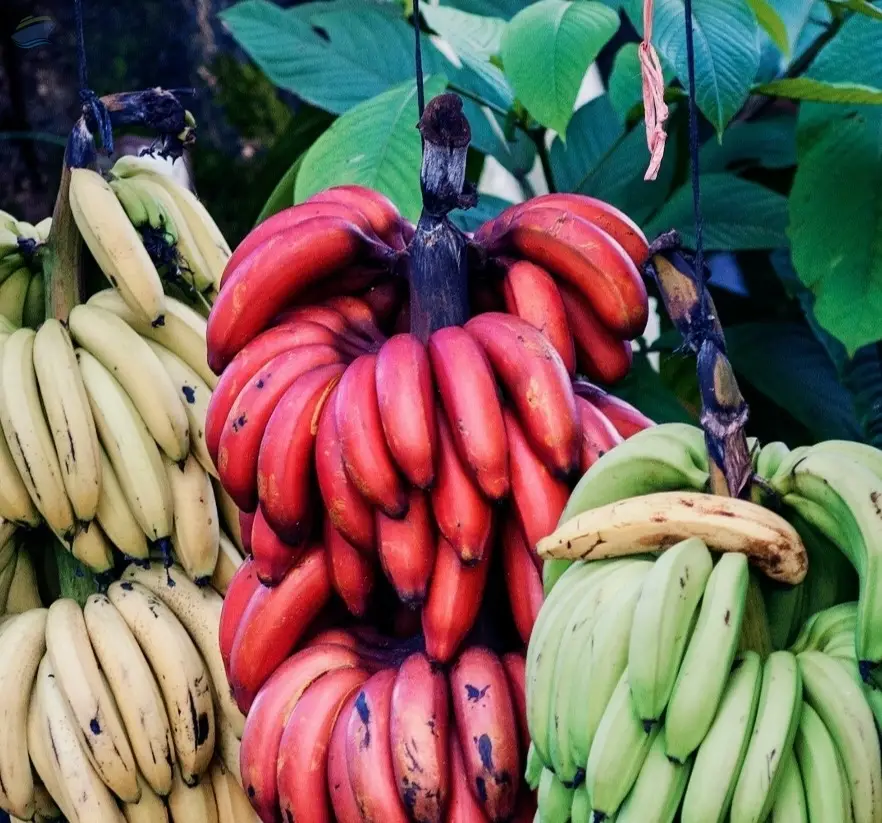 Banana