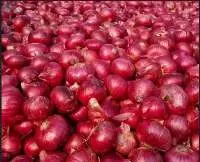 Fresh Onion