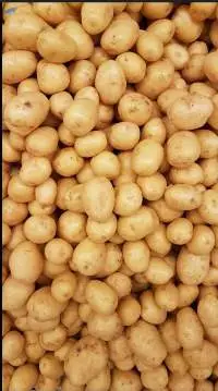Fresh Potato